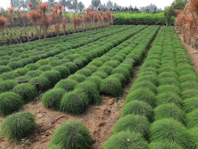 Supplier of Planting Materials like Palms, Trees, Fruit Trees, Shrubs, Ground Covers & Commercial Lawns Ravindra Gaurav Greentech pro Pune Maharastra India (1)