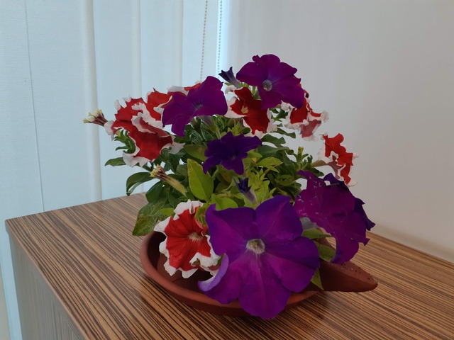 Decorative Pots & Potted Plant Suppliers Ravindra Gaurav Greentech pro Pune Maharastra India (49)