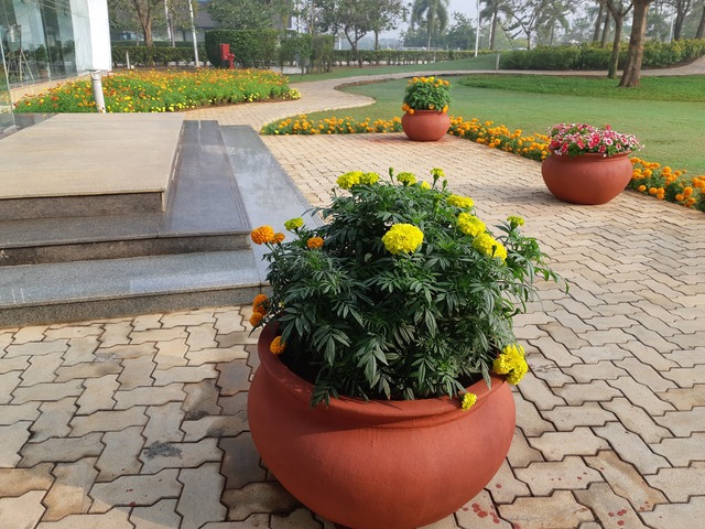 Decorative Pots & Potted Plant Suppliers Ravindra Gaurav Greentech pro Pune Maharastra India (49)