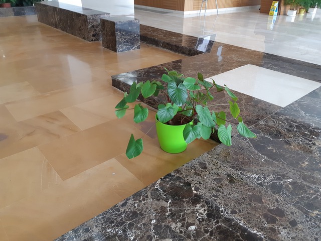 Decorative Pots & Potted Plant Suppliers Ravindra Gaurav Greentech pro Pune Maharastra India (49)