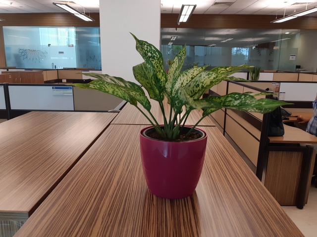 Decorative Pots & Potted Plant Suppliers Ravindra Gaurav Greentech pro Pune Maharastra India (49)