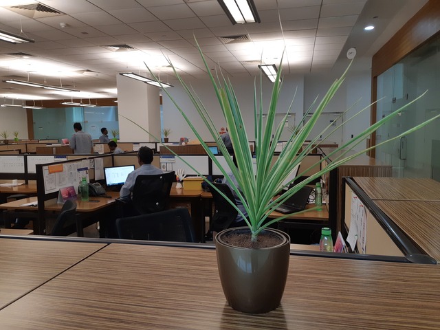 Decorative Pots & Potted Plant Suppliers Ravindra Gaurav Greentech pro Pune Maharastra India (49)