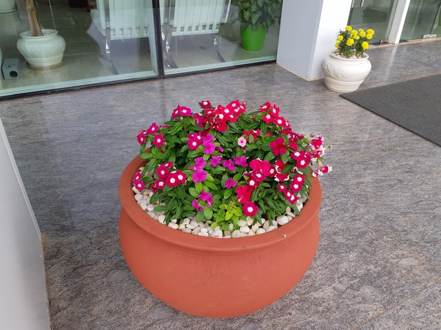 Decorative Pots & Potted Plant Suppliers Ravindra Gaurav Greentech pro Pune Maharastra India (49)