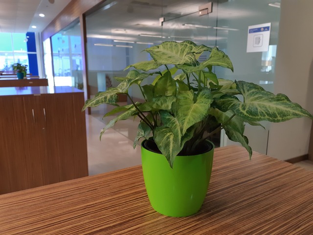 Decorative Pots & Potted Plant Suppliers Ravindra Gaurav Greentech pro Pune Maharastra India (49)