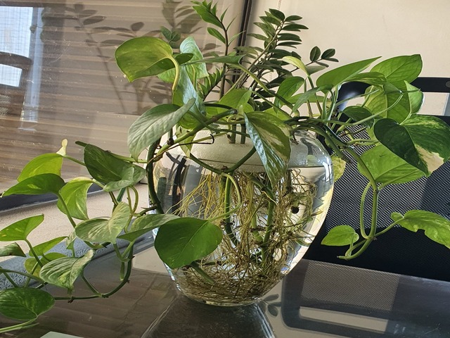 Decorative Pots & Potted Plant Suppliers Ravindra Gaurav Greentech pro Pune Maharastra India (49)