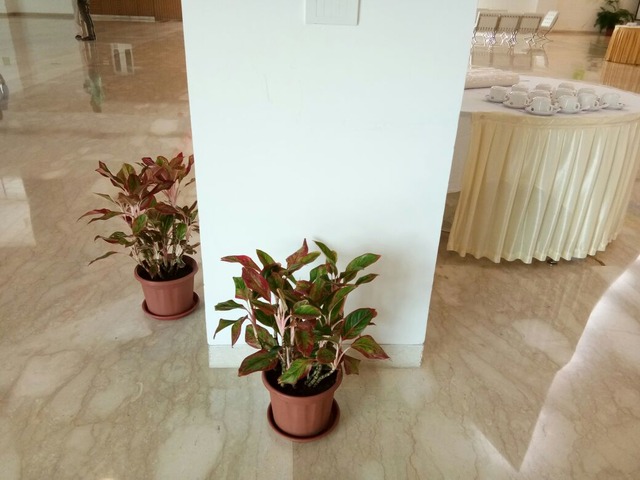 Decorative Pots & Potted Plant Suppliers Ravindra Gaurav Greentech pro Pune Maharastra India (49)