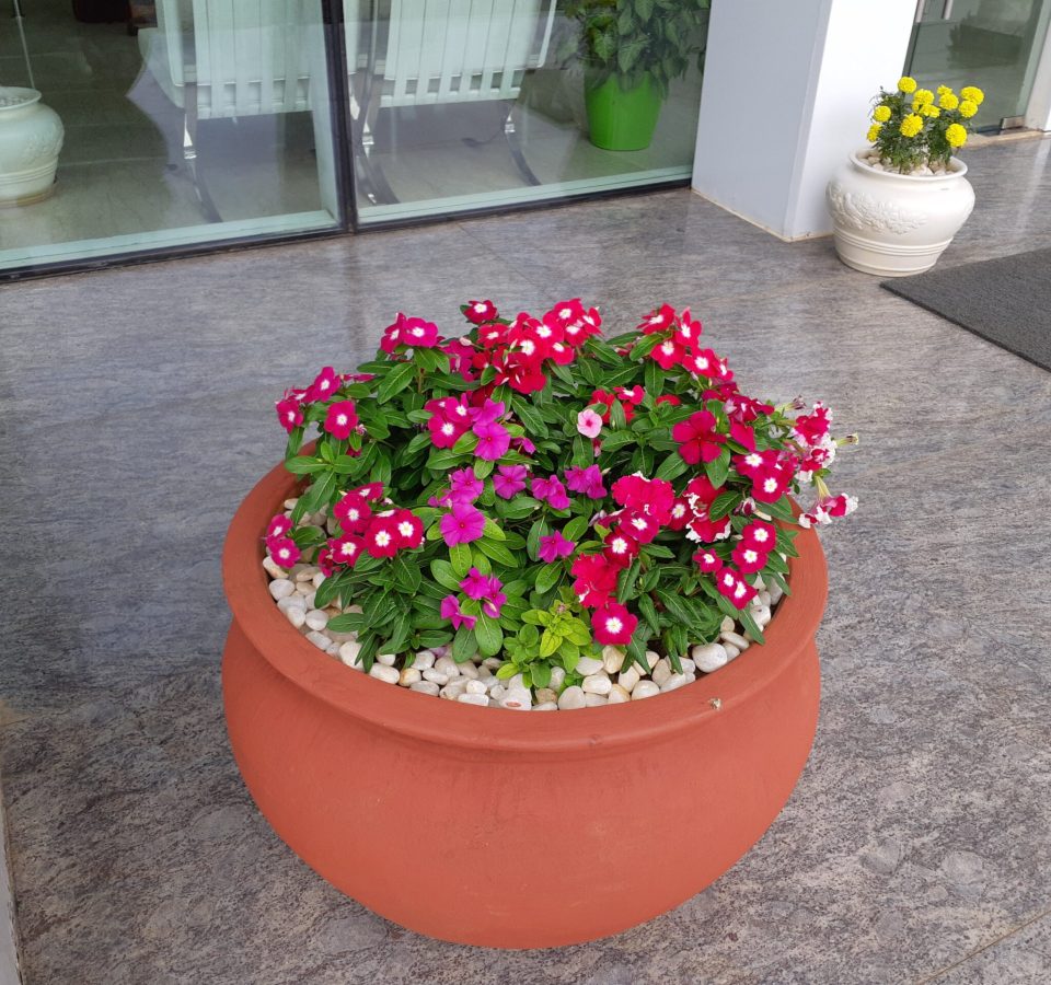 Decorative Pots & Potted Plant Suppliers Ravindra Gaurav Greentech pro Pune Maharastra India