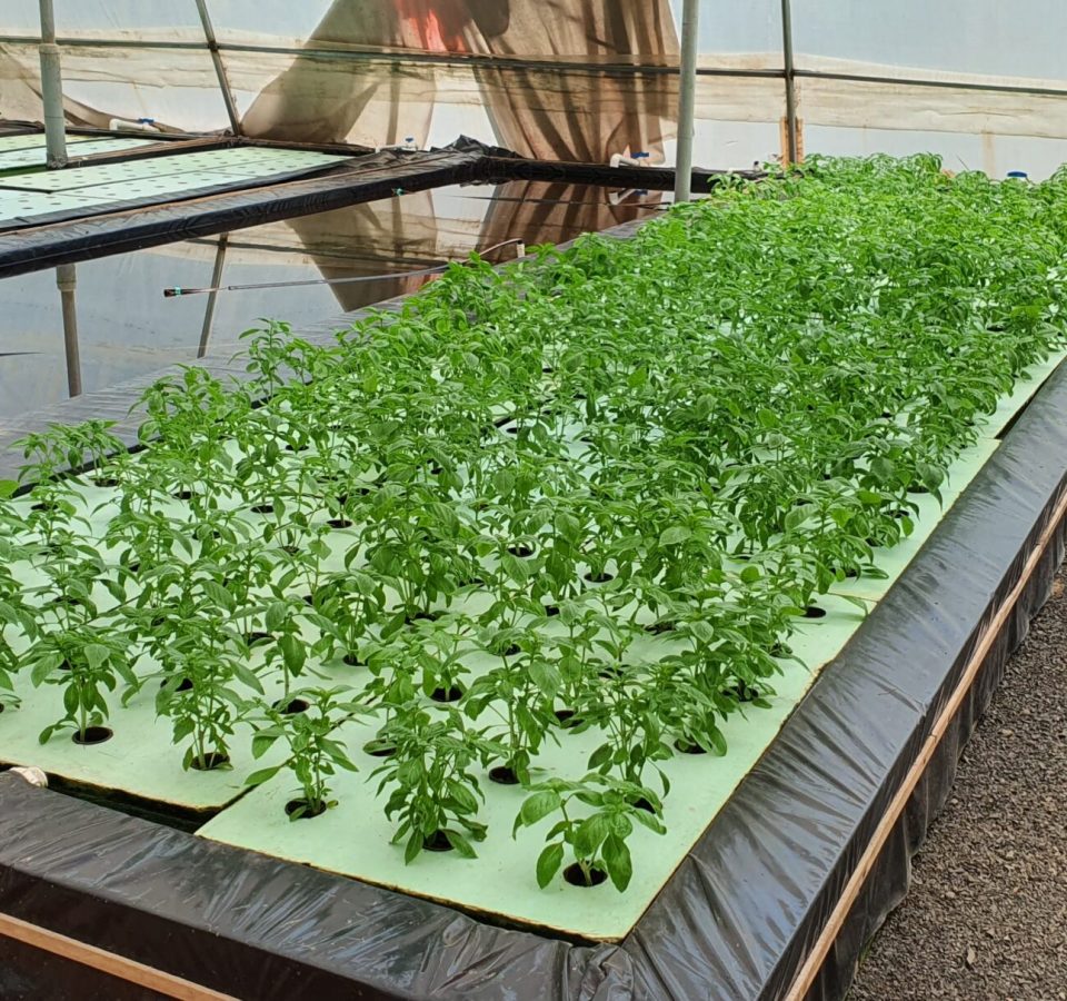 Hydroponics Planning, Design, Development & production of Exotic Leafy Vegetables Ravindra Gurav Green tech pro Pune Maharashtra India (3).jpg