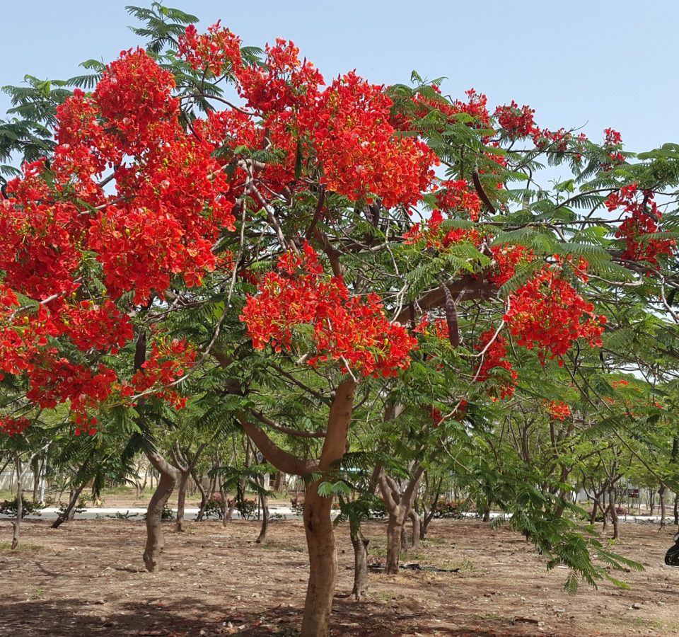 Roadside & Avenue Plantation & Replantation of Big Trees Ravindra Gaurav Green tech pro Pune Maharastra India (2)