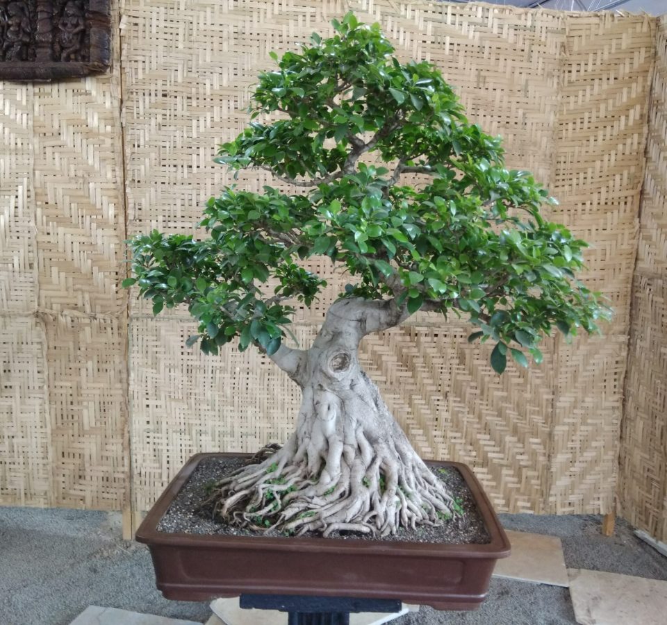 Supplier of Planting Materials like Palms, Trees, Fruit Trees, Shrubs, Ground Covers & Commercial Lawns Ravindra Gaurav Green tech pro Pune Maharastra India (24)